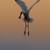 Kolpik bily - Platalea leucorodia - Eurasian Spoonbill 1955